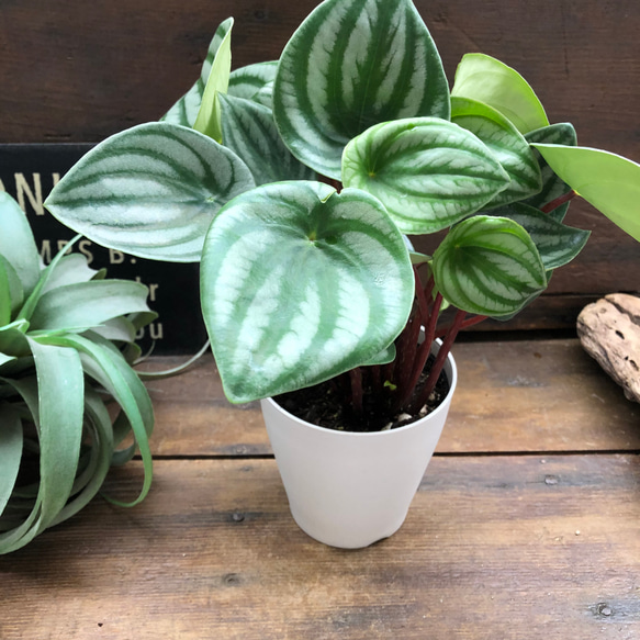 スイカぺぺ♡サンデルシー♡ぺぺロミア♡観葉植物♡ 10枚目の画像