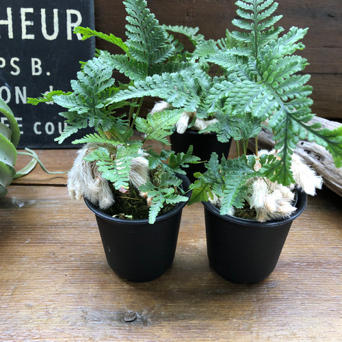 石化トキワシノブ♡猫の手♡盆栽♡縁起物♡インテリア アートフラワー