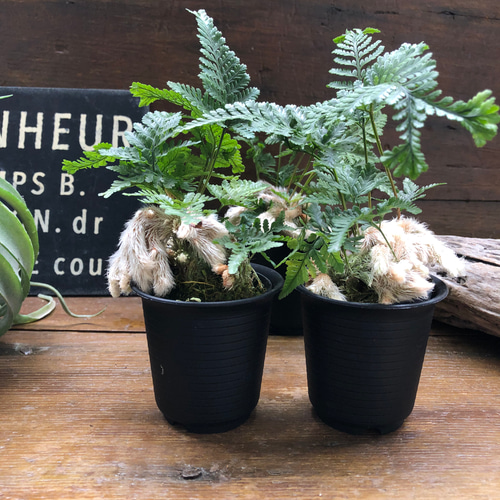 石化トキワシノブ♡猫の手♡盆栽♡縁起物♡インテリア アートフラワー