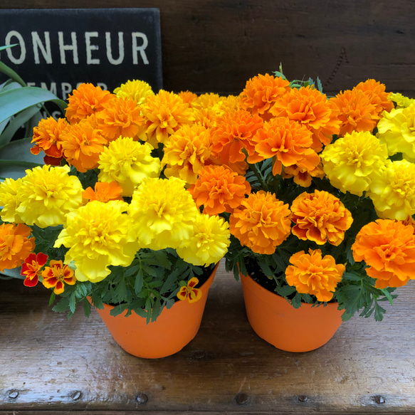 ポンポンブーケ2個セット♡マリーゴールド♡夏の花♡ アートフラワー