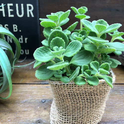 予約販売】超希少♡アロマティカス♡ゴキブリを寄せ付けないハーブ