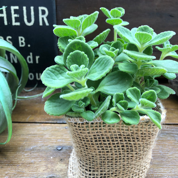 予約販売】超希少♡アロマティカス♡ゴキブリを寄せ付けないハーブ