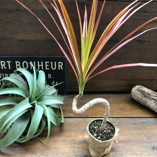 ドラセナコンシンネレインボー大苗