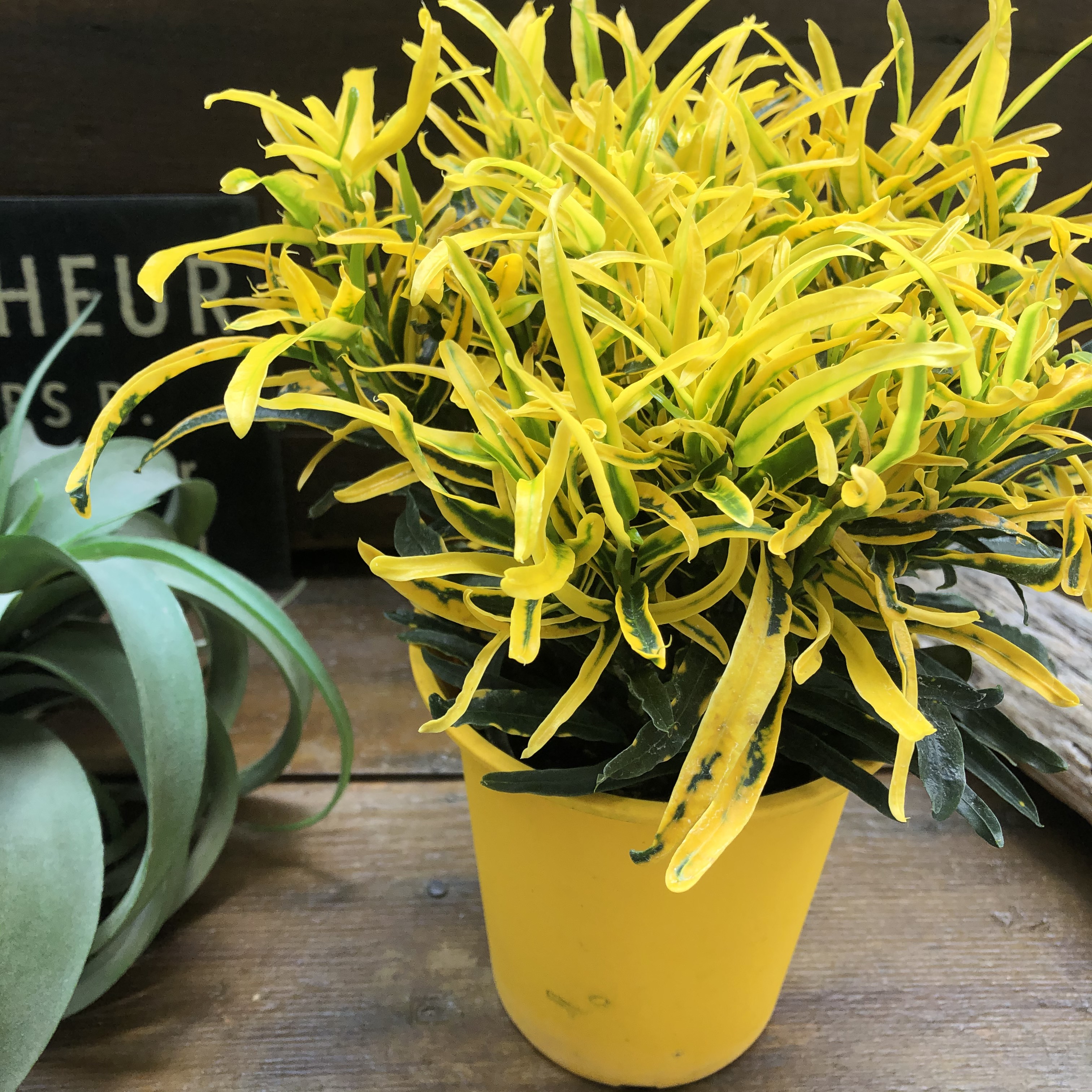 クロトン。黄色。大型。観葉植物。鉢ごと無料で発送致します。