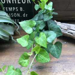 ハートへデラ♡ハート型♡観葉植物♡垂れ下がり♡ 1枚目の画像