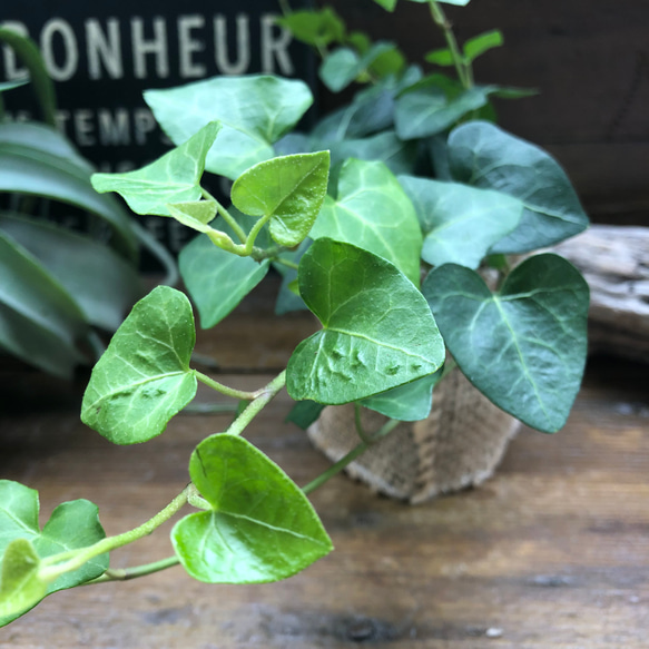 ハートへデラ♡ハート型♡観葉植物♡垂れ下がり♡ 3枚目の画像