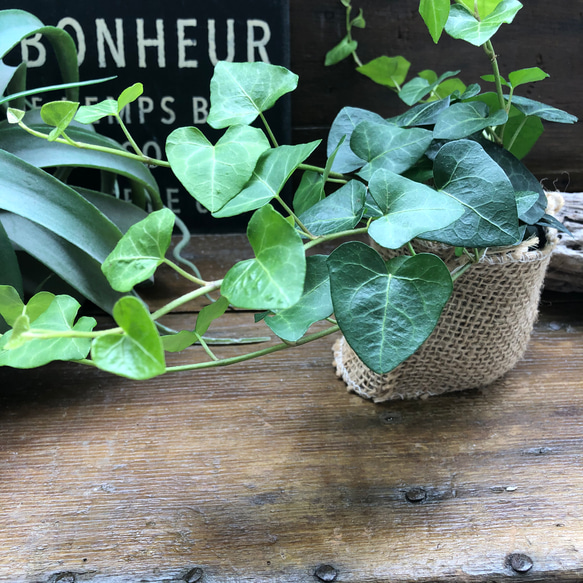 ハートへデラ♡ハート型♡観葉植物♡垂れ下がり♡ 6枚目の画像