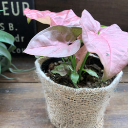 ネオン♡アンティークピンク♡シンゴニウム♡ネオン♡観葉植物♡ガーデニング 5枚目の画像