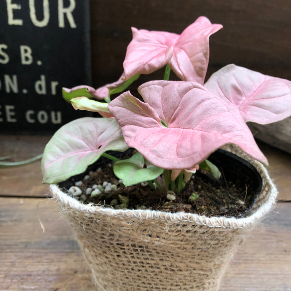 ネオン♡アンティークピンク♡シンゴニウム♡ネオン♡観葉植物♡ガーデニング 6枚目の画像