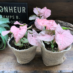 ネオン♡アンティークピンク♡シンゴニウム♡ネオン♡観葉植物♡ガーデニング 8枚目の画像