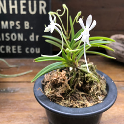 風蘭♡涼しげな観葉植物♡インテリア♡ガーデニング♡多肉植物 2枚目の画像