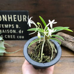 風蘭♡涼しげな観葉植物♡インテリア♡ガーデニング♡多肉植物 3枚目の画像