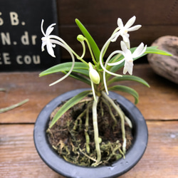 風蘭♡涼しげな観葉植物♡インテリア♡ガーデニング♡多肉植物 4枚目の画像