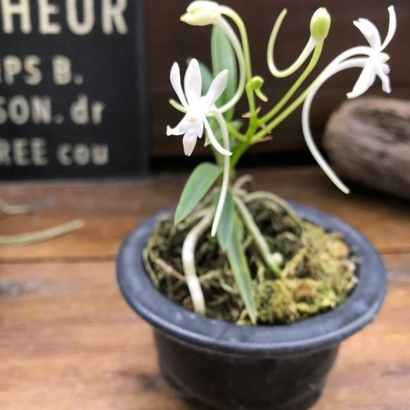 風蘭♡涼しげな観葉植物♡インテリア♡ガーデニング♡多肉植物 7枚目の画像