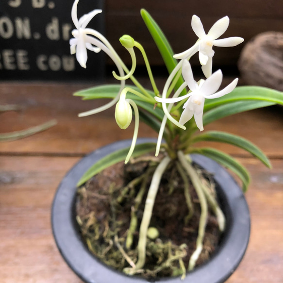 風蘭♡涼しげな観葉植物♡インテリア♡ガーデニング♡多肉植物 9枚目の画像