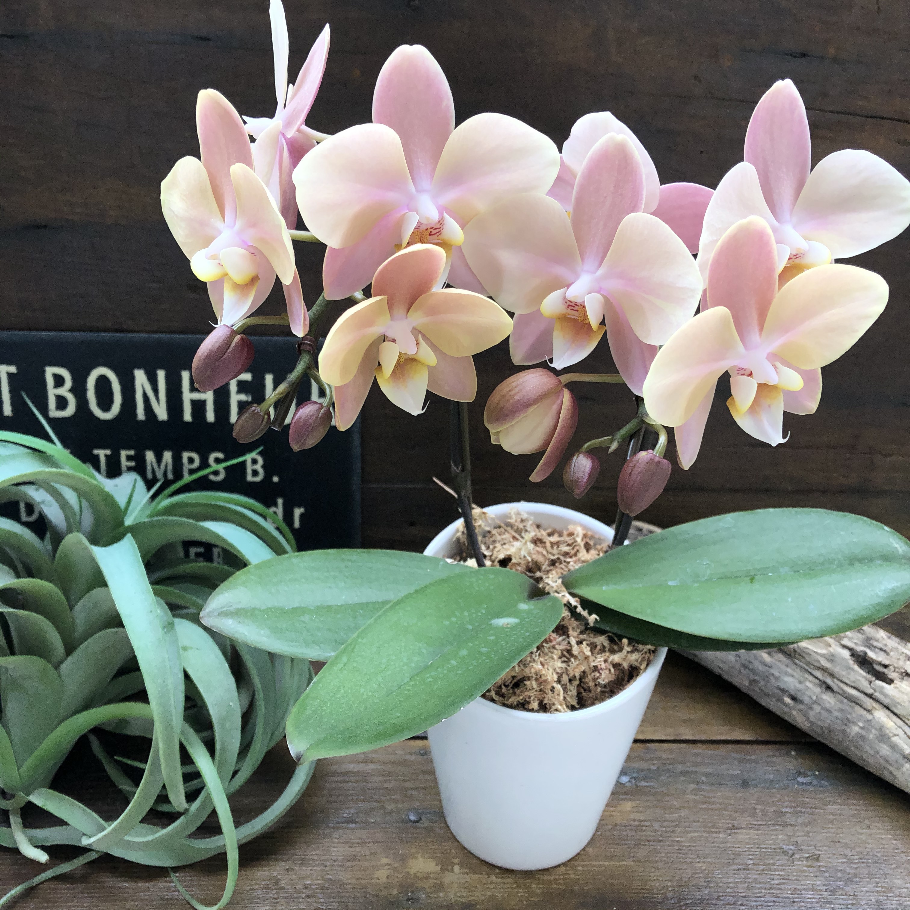 レア♡胡蝶蘭♡マザーチーク♡4号♡ニ鉢セット♡メルカリ便