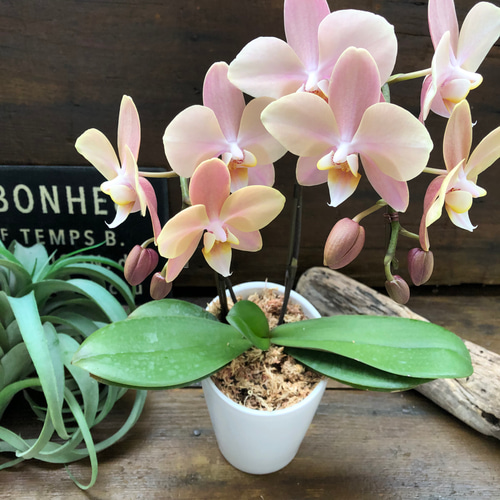 マザーチーク♡2本立て胡蝶蘭♡アンティークピンク♡ アート