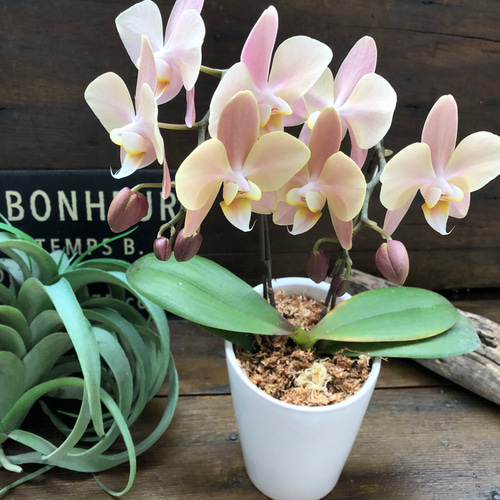 マザーチーク♡2本立て胡蝶蘭♡アンティークピンク♡ アートフラワー