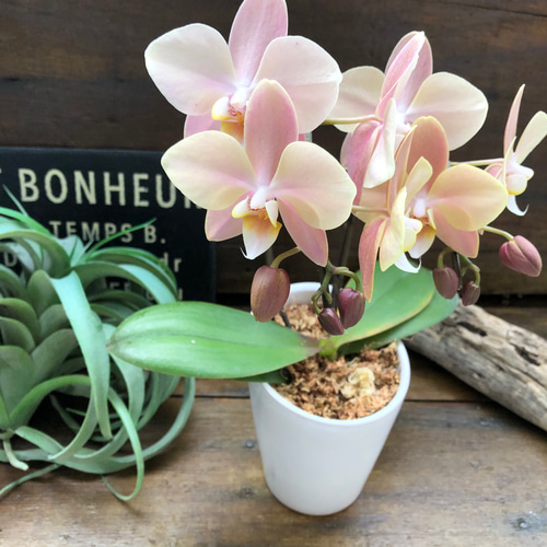 胡蝶蘭 マザーチーク 2F 4寸 2023 胡蝶蘭いろいろ⑫ マザー