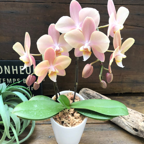 マザーチーク♡2本立て胡蝶蘭♡アンティークピンク♡ アート