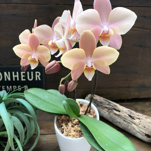 ら*ん様 【特選】　胡蝶蘭　マザーチーク　3株　ファレノプシス 特選】 胡蝶蘭 マザーチーク 3株 ファレノプシス 胡蝶蘭 10種10鉢
