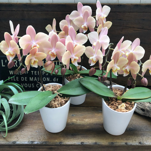 アンティークな胡蝶蘭 マザーチーク