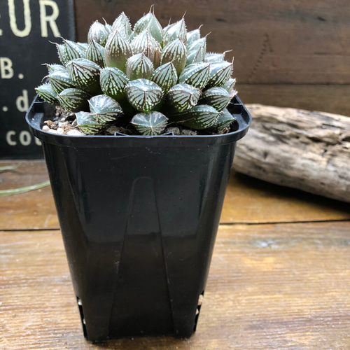 ミラーボール♡ハオルチア♡美しい♡多肉植物 アートフラワー パリ