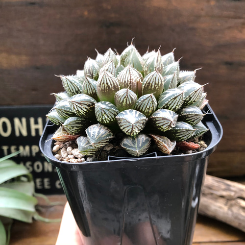 ミラーボール♡ハオルチア♡美しい♡多肉植物 アートフラワー パリ