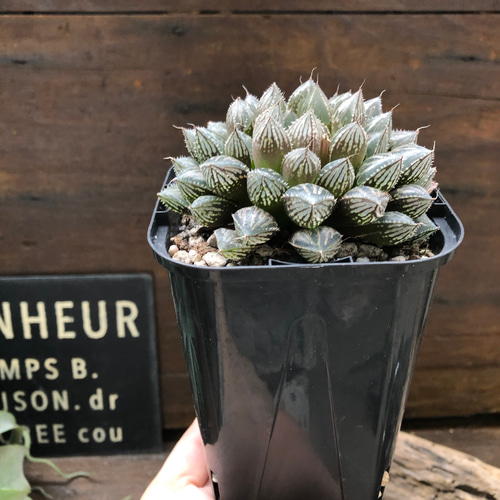 ミラーボール♡ハオルチア♡美しい♡多肉植物 アートフラワー パリ