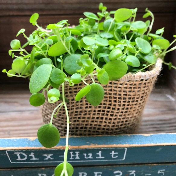 ジェミニ♡ペペロミア♡可愛い丸い葉っぱ♡観葉植物 3枚目の画像