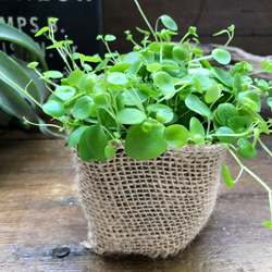 ジェミニ♡ペペロミア♡可愛い丸い葉っぱ♡観葉植物 4枚目の画像