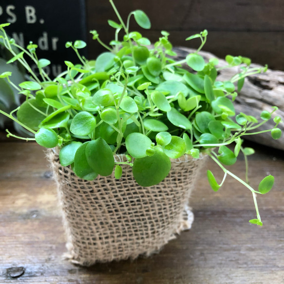 ジェミニ♡ペペロミア♡可愛い丸い葉っぱ♡観葉植物 6枚目の画像