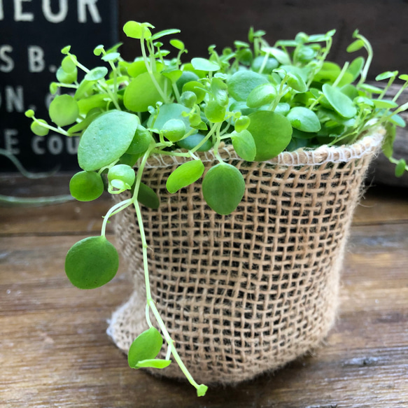 ジェミニ♡ペペロミア♡可愛い丸い葉っぱ♡観葉植物 8枚目の画像