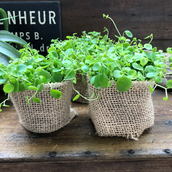 ジェミニ♡ペペロミア♡可愛い丸い葉っぱ♡観葉植物 7枚目の画像