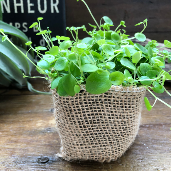 ジェミニ♡ペペロミア♡可愛い丸い葉っぱ♡観葉植物 9枚目の画像