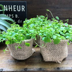 ジェミニ♡ペペロミア♡可愛い丸い葉っぱ♡観葉植物 10枚目の画像