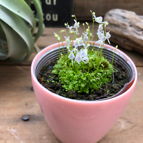 ウサギゴケ♡食虫植物♡大人気♡希少♡ガーデニング アートフラワー
