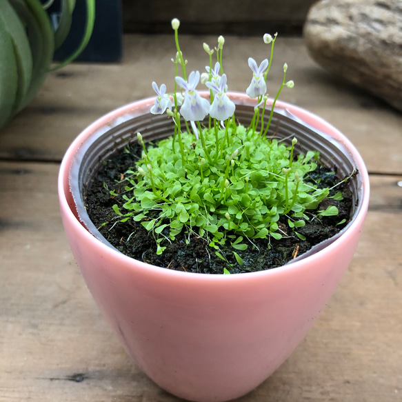 ウサギゴケ♡食虫植物♡大人気♡希少♡ガーデニング 4枚目の画像