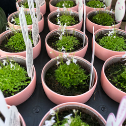 ウサギゴケ♡食虫植物♡大人気♡希少♡ガーデニング 5枚目の画像