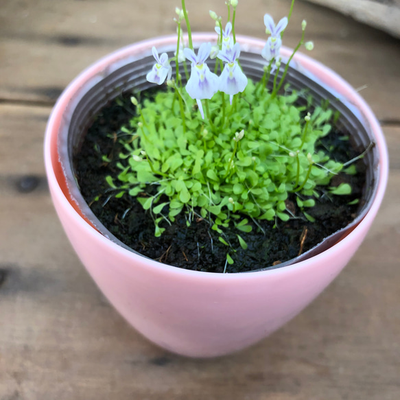 ウサギゴケ♡食虫植物♡大人気♡希少♡ガーデニング 6枚目の画像