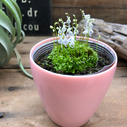 ウサギゴケ♡食虫植物♡大人気♡希少♡ガーデニング 10枚目の画像