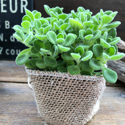 希少❗️巨大❗️フィカス　ジン　朴✨ 希少❗️巨大❗️フィカス ジン 朴✨ フィカス ジン♡希少品種♡斑入り♡