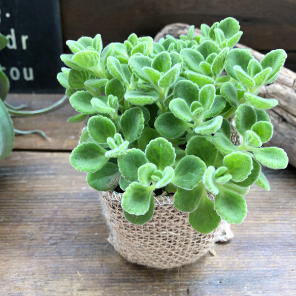 超希少♡アロマティカス♡ゴキブリを寄せ付けないハーブ♡多肉植物 8枚目の画像