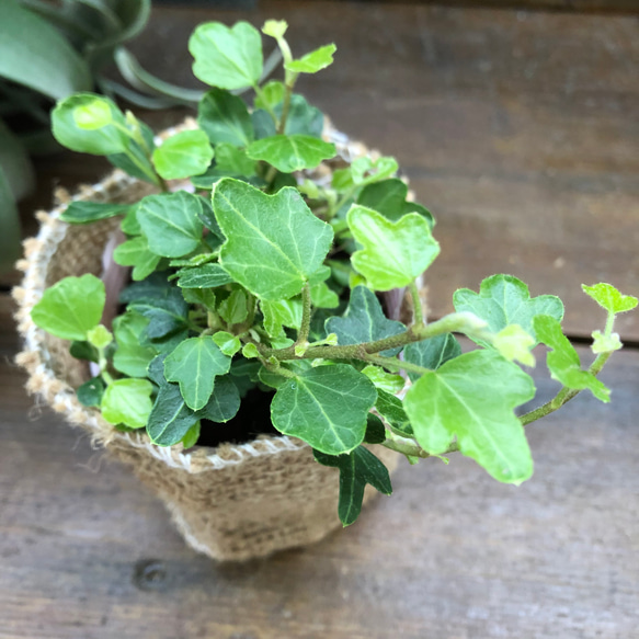 ダックフット♡アヒルの足型♡ヘデラ♡観葉植物 8枚目の画像