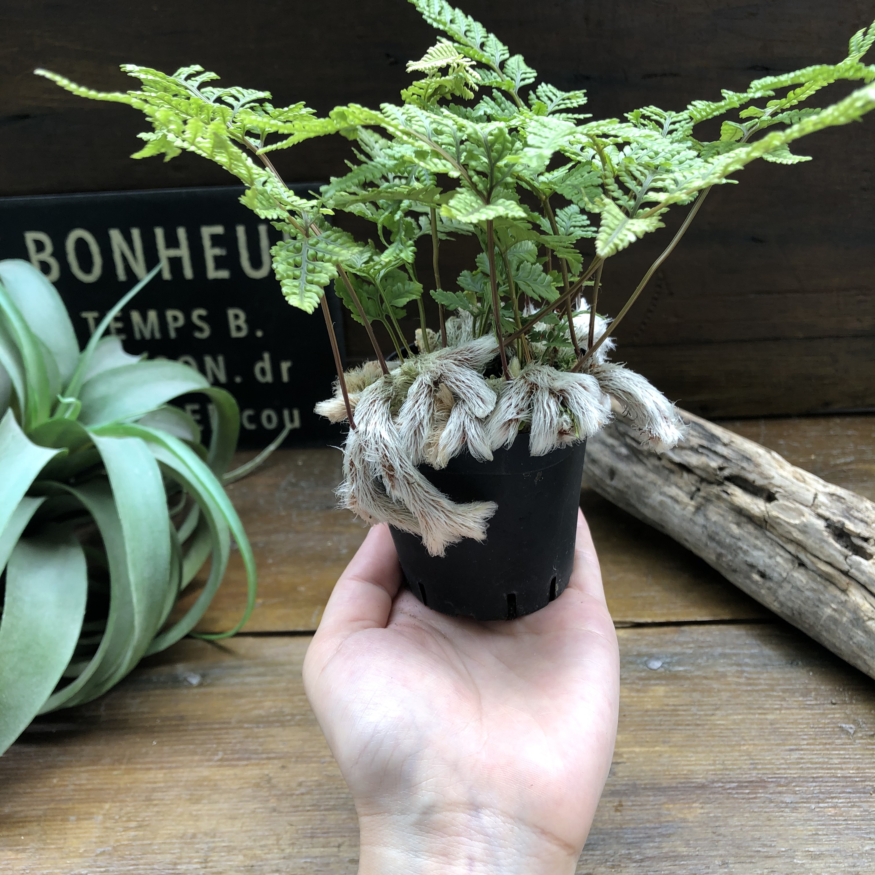 石化トキワシノブ♡猫の手♡盆栽♡縁起物♡インテリア 人造花