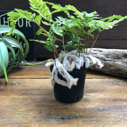 石化トキワシノブ♡猫の手♡盆栽♡縁起物♡インテリア アートフラワー
