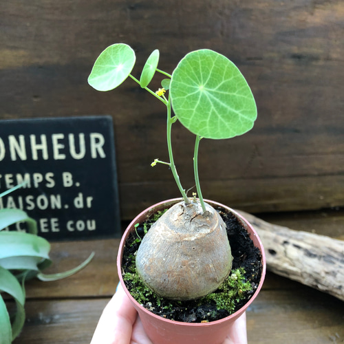 超希少♡ステファニア♡ピメレイ♡塊根植物♡ アートフラワー 超希少♡ステファニア♡ピメレイ♡塊根植物♡ アートフラワー