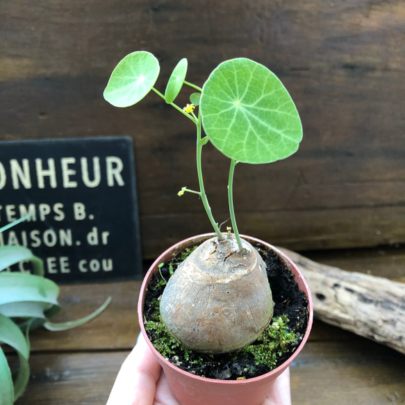 超希少♡ステファニア♡ピメレイ♡塊根植物♡ 2枚目の画像