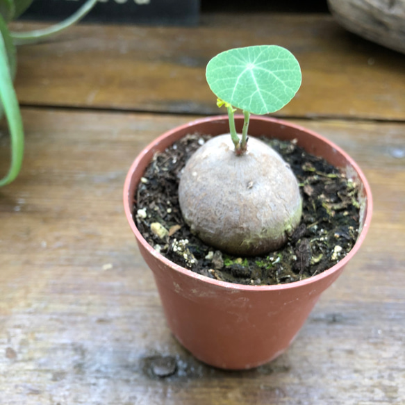 超希少♡ステファニア♡ピメレイ♡塊根植物♡ 3枚目の画像