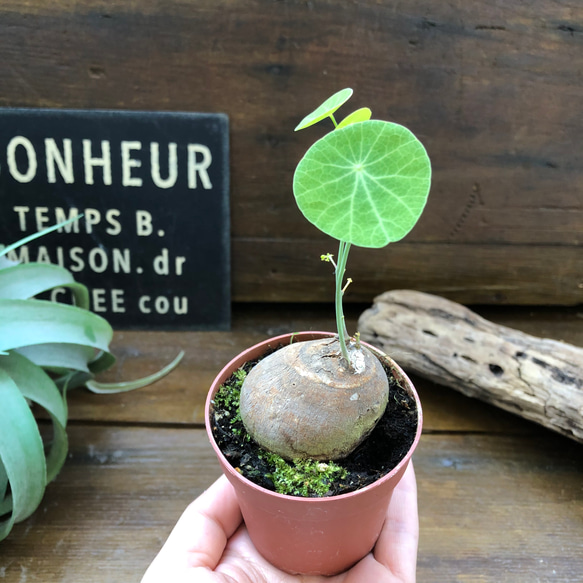 超希少♡ステファニア♡ピメレイ♡塊根植物♡ 4枚目の画像